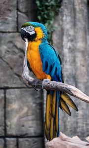 Preview wallpaper macaw, parrot, bird, branch, colorful