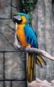 Preview wallpaper macaw, parrot, bird, branch, colorful