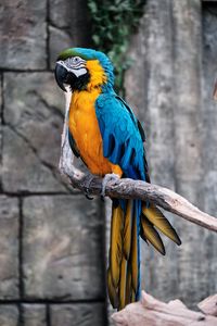 Preview wallpaper macaw, parrot, bird, branch, colorful