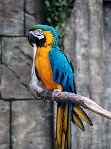 Preview wallpaper macaw, parrot, bird, branch, colorful
