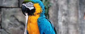 Preview wallpaper macaw, parrot, bird, branch, colorful