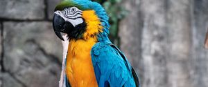 Preview wallpaper macaw, parrot, bird, branch, colorful