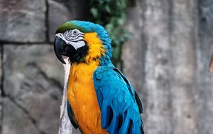 Preview wallpaper macaw, parrot, bird, branch, colorful