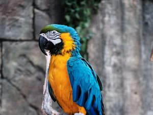 Preview wallpaper macaw, parrot, bird, branch, colorful