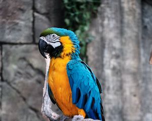 Preview wallpaper macaw, parrot, bird, branch, colorful