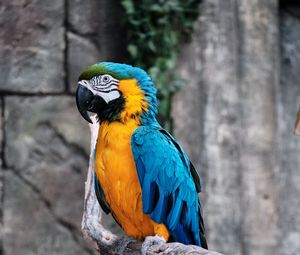 Preview wallpaper macaw, parrot, bird, branch, colorful