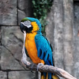 Preview wallpaper macaw, parrot, bird, branch, colorful