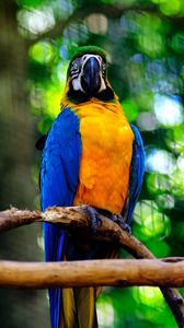 Preview wallpaper macaw, parrot, bird, branch