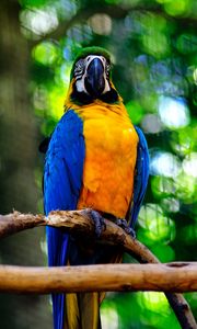 Preview wallpaper macaw, parrot, bird, branch