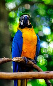 Preview wallpaper macaw, parrot, bird, branch