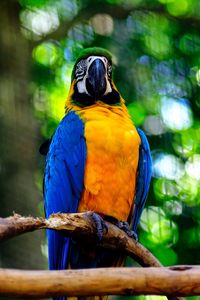Preview wallpaper macaw, parrot, bird, branch