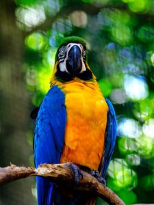 Preview wallpaper macaw, parrot, bird, branch