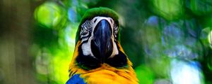 Preview wallpaper macaw, parrot, bird, branch