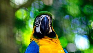 Preview wallpaper macaw, parrot, bird, branch