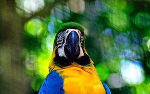 Preview wallpaper macaw, parrot, bird, branch