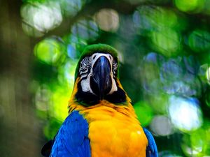 Preview wallpaper macaw, parrot, bird, branch