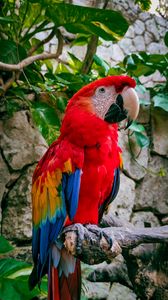 Preview wallpaper macaw, parrot, bird, branches, leaves