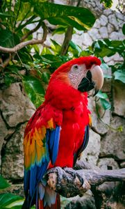 Preview wallpaper macaw, parrot, bird, branches, leaves