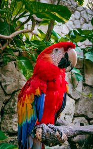 Preview wallpaper macaw, parrot, bird, branches, leaves