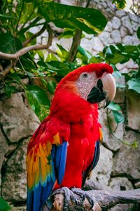 Preview wallpaper macaw, parrot, bird, branches, leaves