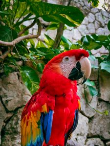 Preview wallpaper macaw, parrot, bird, branches, leaves