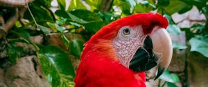 Preview wallpaper macaw, parrot, bird, branches, leaves