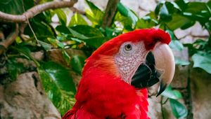 Preview wallpaper macaw, parrot, bird, branches, leaves