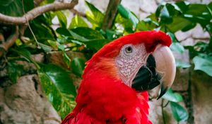 Preview wallpaper macaw, parrot, bird, branches, leaves