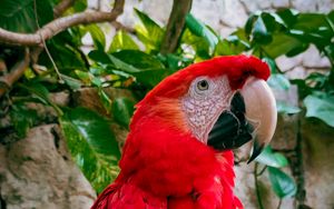 Preview wallpaper macaw, parrot, bird, branches, leaves