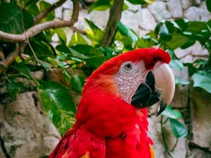 Preview wallpaper macaw, parrot, bird, branches, leaves