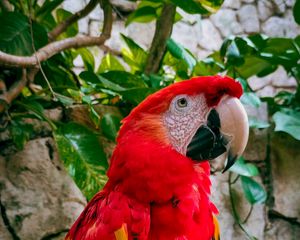 Preview wallpaper macaw, parrot, bird, branches, leaves