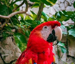 Preview wallpaper macaw, parrot, bird, branches, leaves