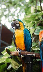 Preview wallpaper macaw, parrot, bird, branch, leaves, bright