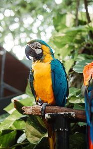 Preview wallpaper macaw, parrot, bird, branch, leaves, bright