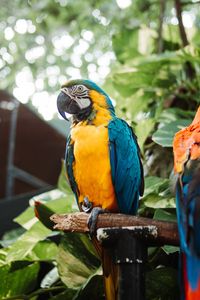 Preview wallpaper macaw, parrot, bird, branch, leaves, bright