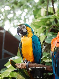 Preview wallpaper macaw, parrot, bird, branch, leaves, bright