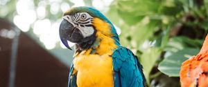 Preview wallpaper macaw, parrot, bird, branch, leaves, bright