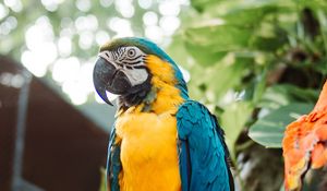 Preview wallpaper macaw, parrot, bird, branch, leaves, bright