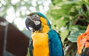 Preview wallpaper macaw, parrot, bird, branch, leaves, bright