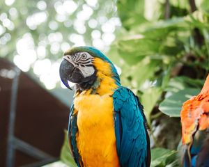 Preview wallpaper macaw, parrot, bird, branch, leaves, bright