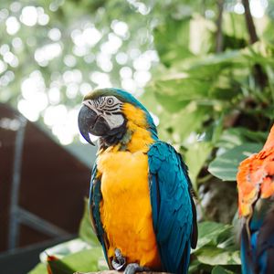 Preview wallpaper macaw, parrot, bird, branch, leaves, bright