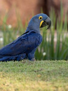 Preview wallpaper macaw, parrot, bird, blue