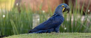 Preview wallpaper macaw, parrot, bird, blue