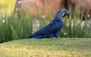 Preview wallpaper macaw, parrot, bird, blue