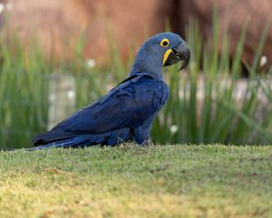 Preview wallpaper macaw, parrot, bird, blue