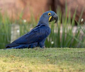 Preview wallpaper macaw, parrot, bird, blue