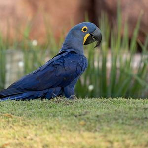 Preview wallpaper macaw, parrot, bird, blue