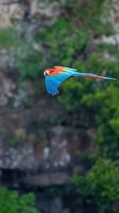 Preview wallpaper macaw, parrot, bird, flight