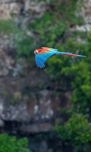 Preview wallpaper macaw, parrot, bird, flight
