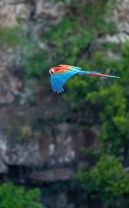 Preview wallpaper macaw, parrot, bird, flight